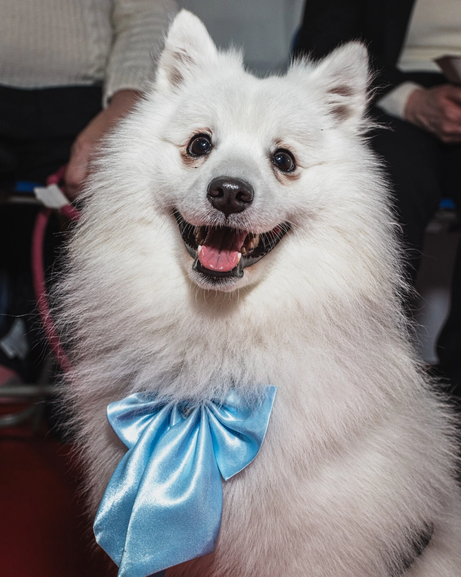 Crufts 2026 dogs by photographer Chris Bethell