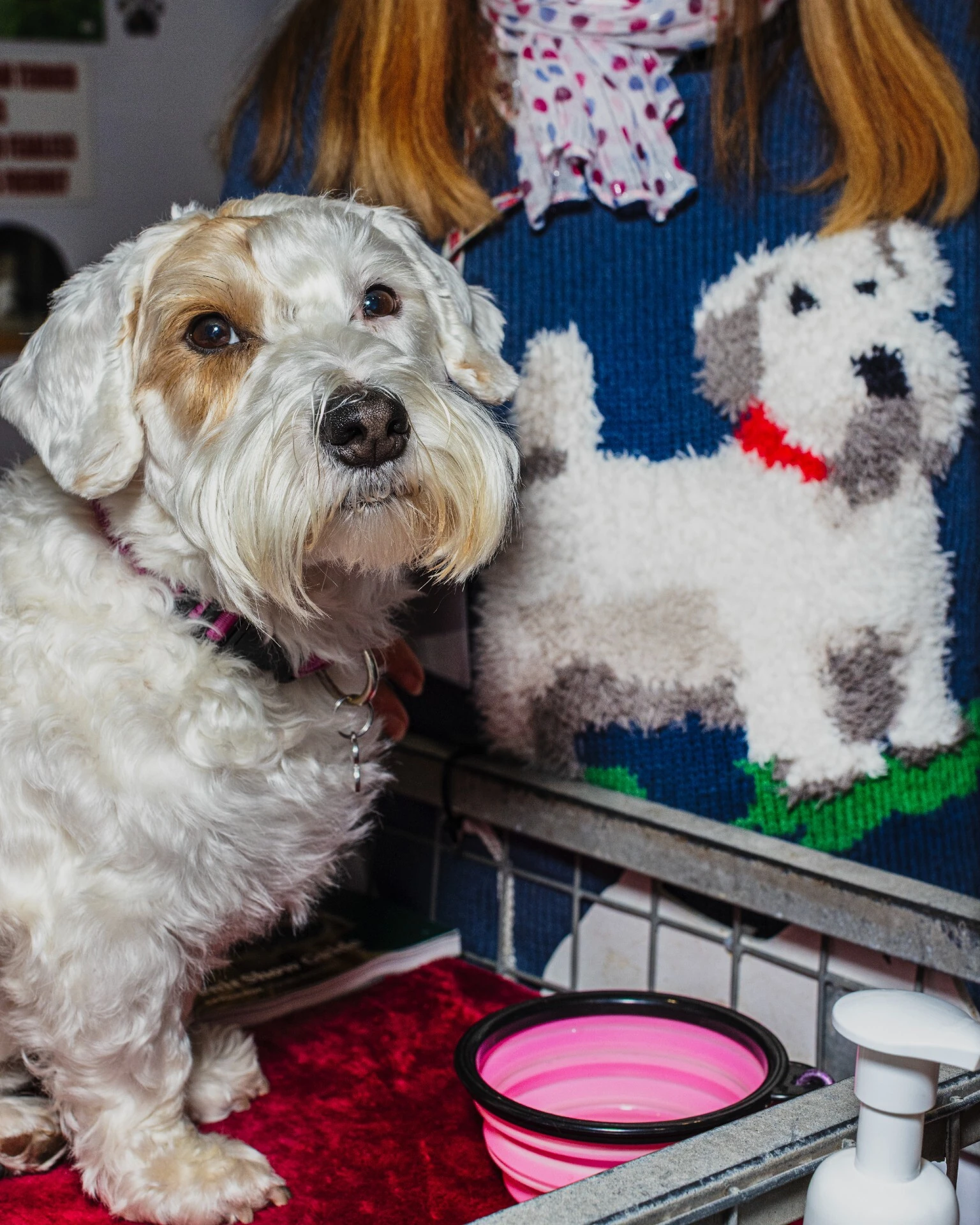 Crufts 2026 dogs by photographer Chris Bethell