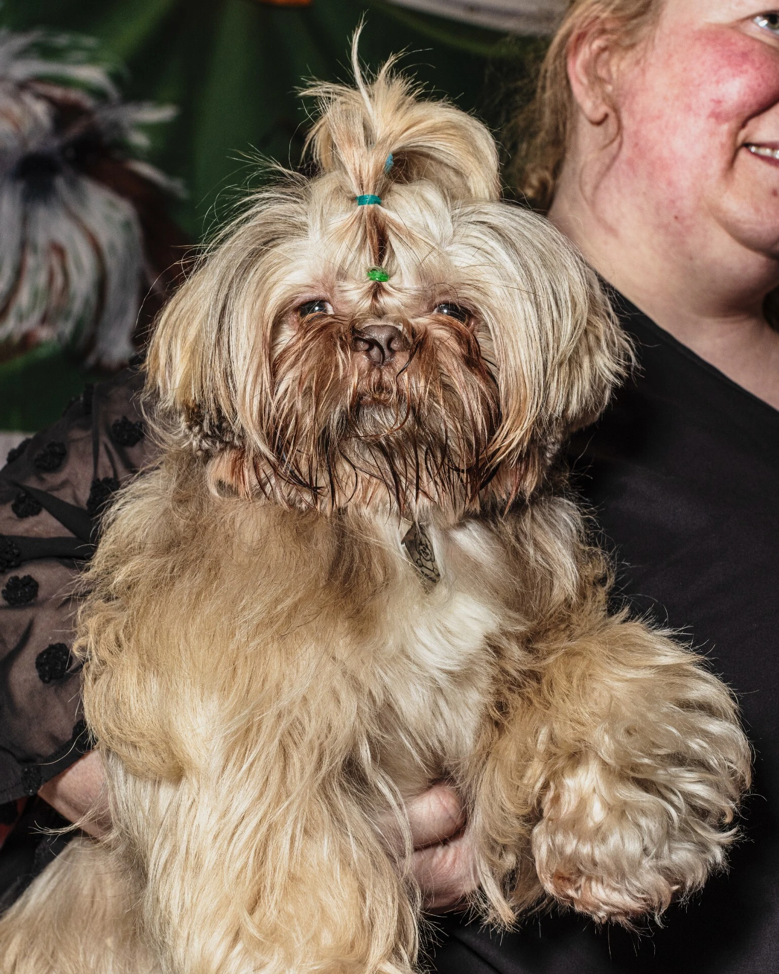 Crufts 2026 dogs by photographer Chris Bethell