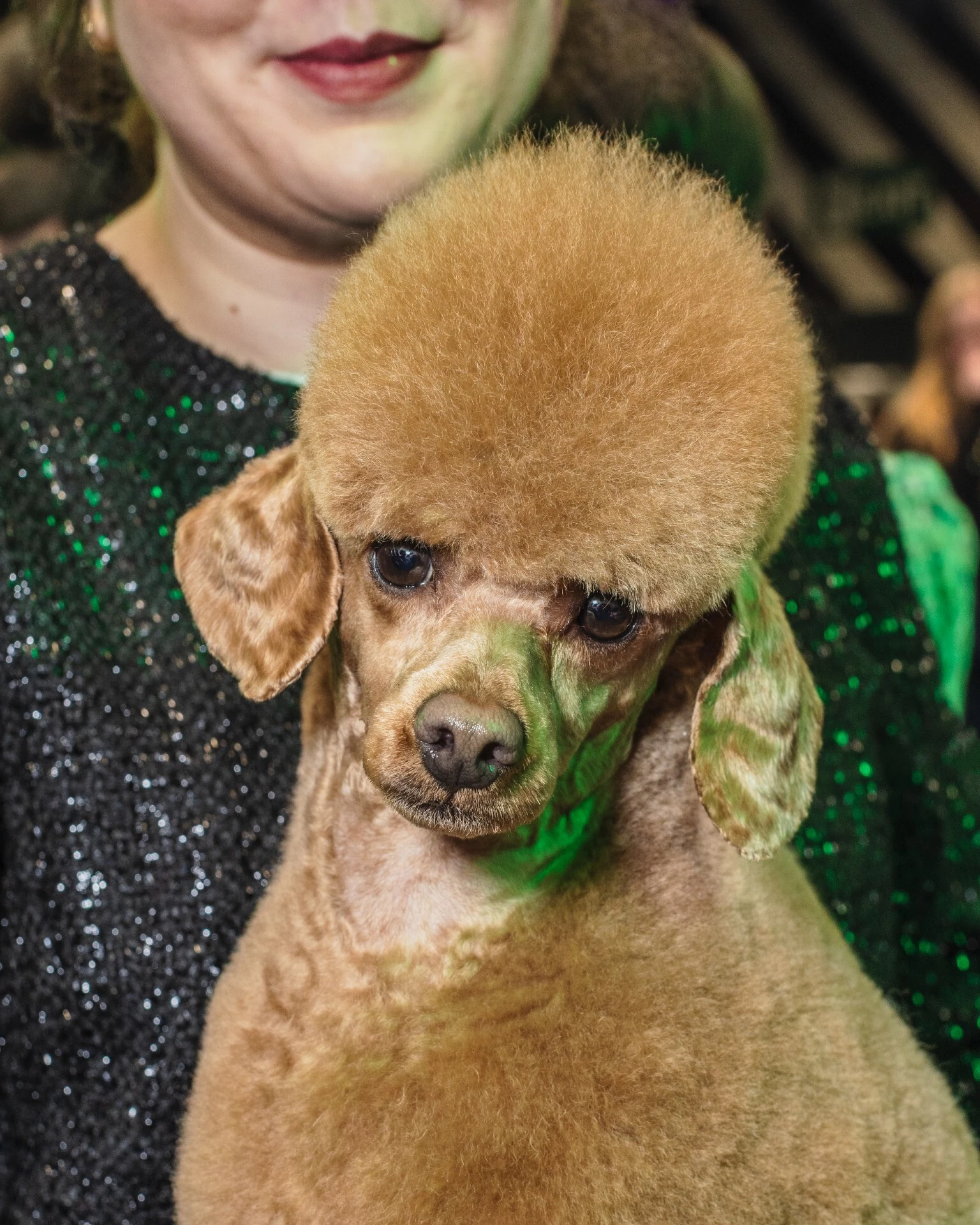 Crufts 2026 dogs by photographer Chris Bethell
