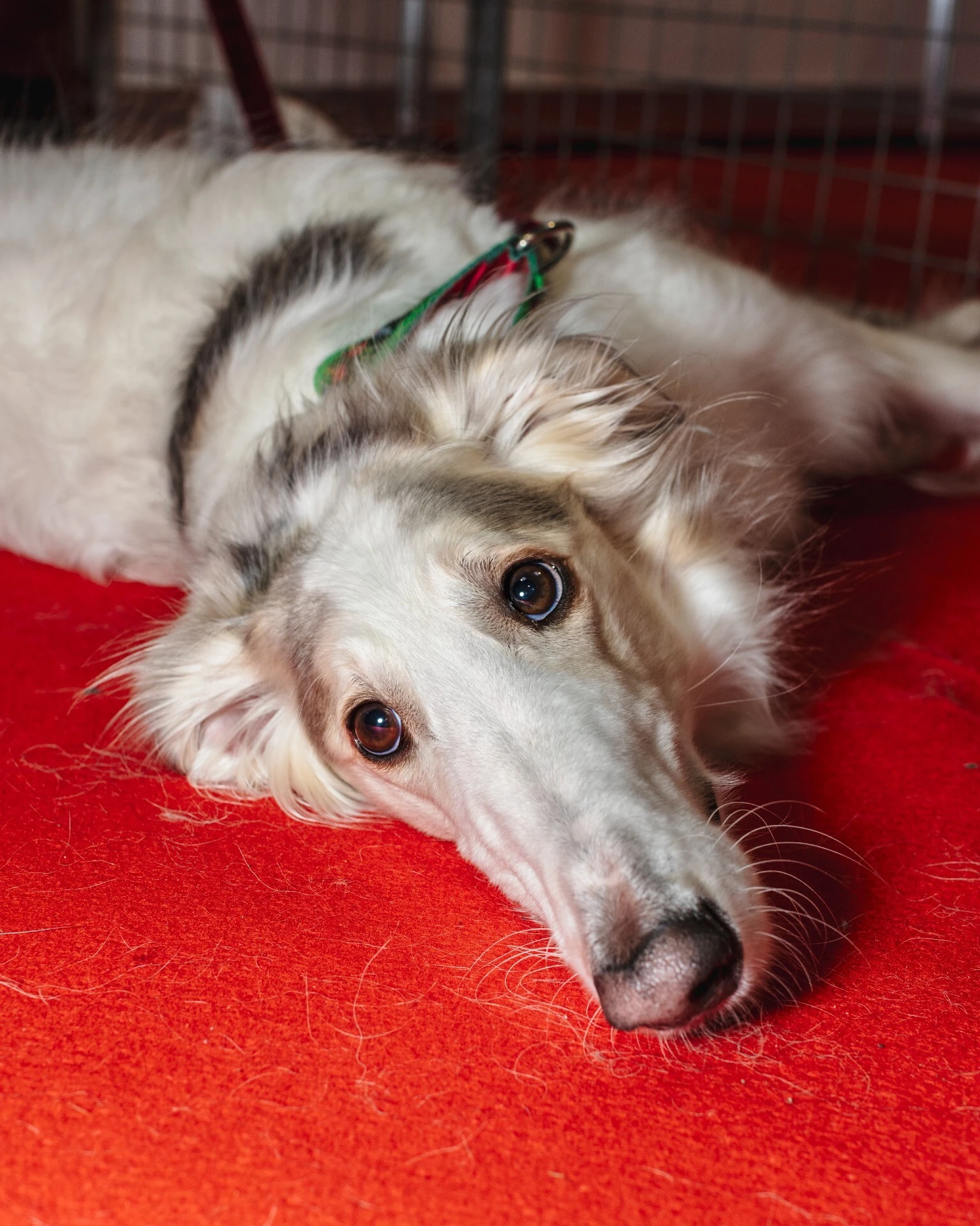 Crufts 2026 dogs by photographer Chris Bethell