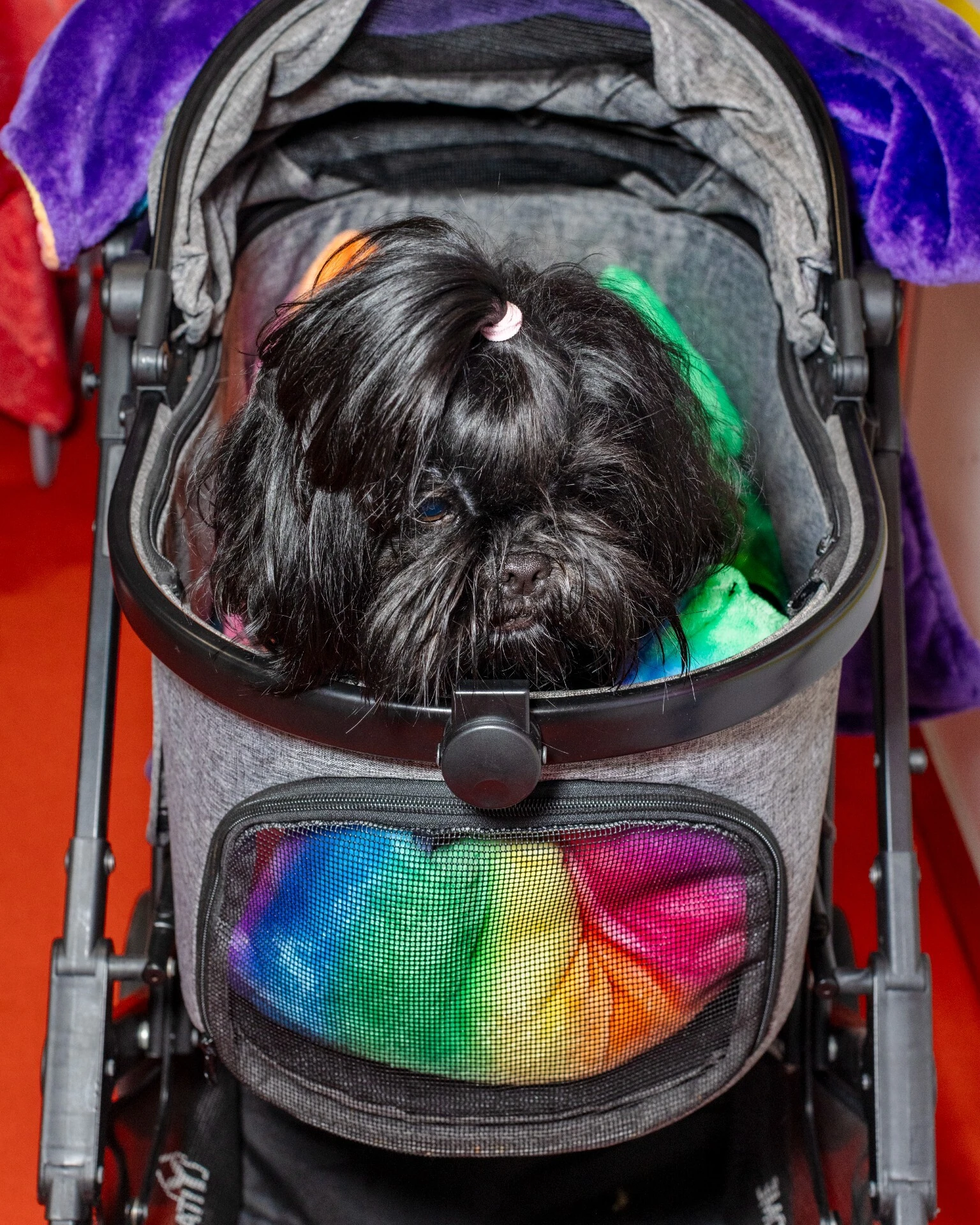 Crufts 2026 dogs by photographer Chris Bethell