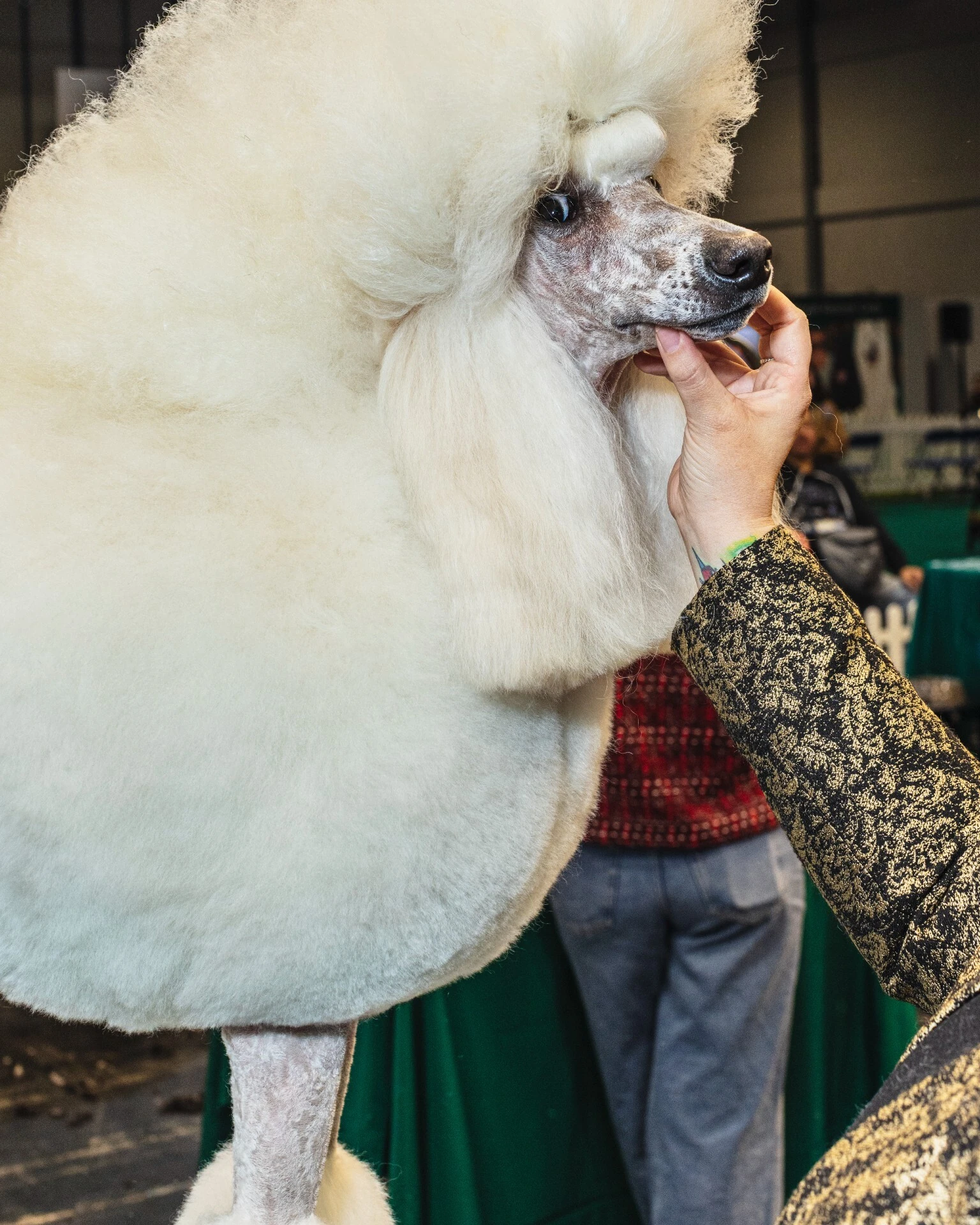 Crufts 2026 dogs by photographer Chris Bethell