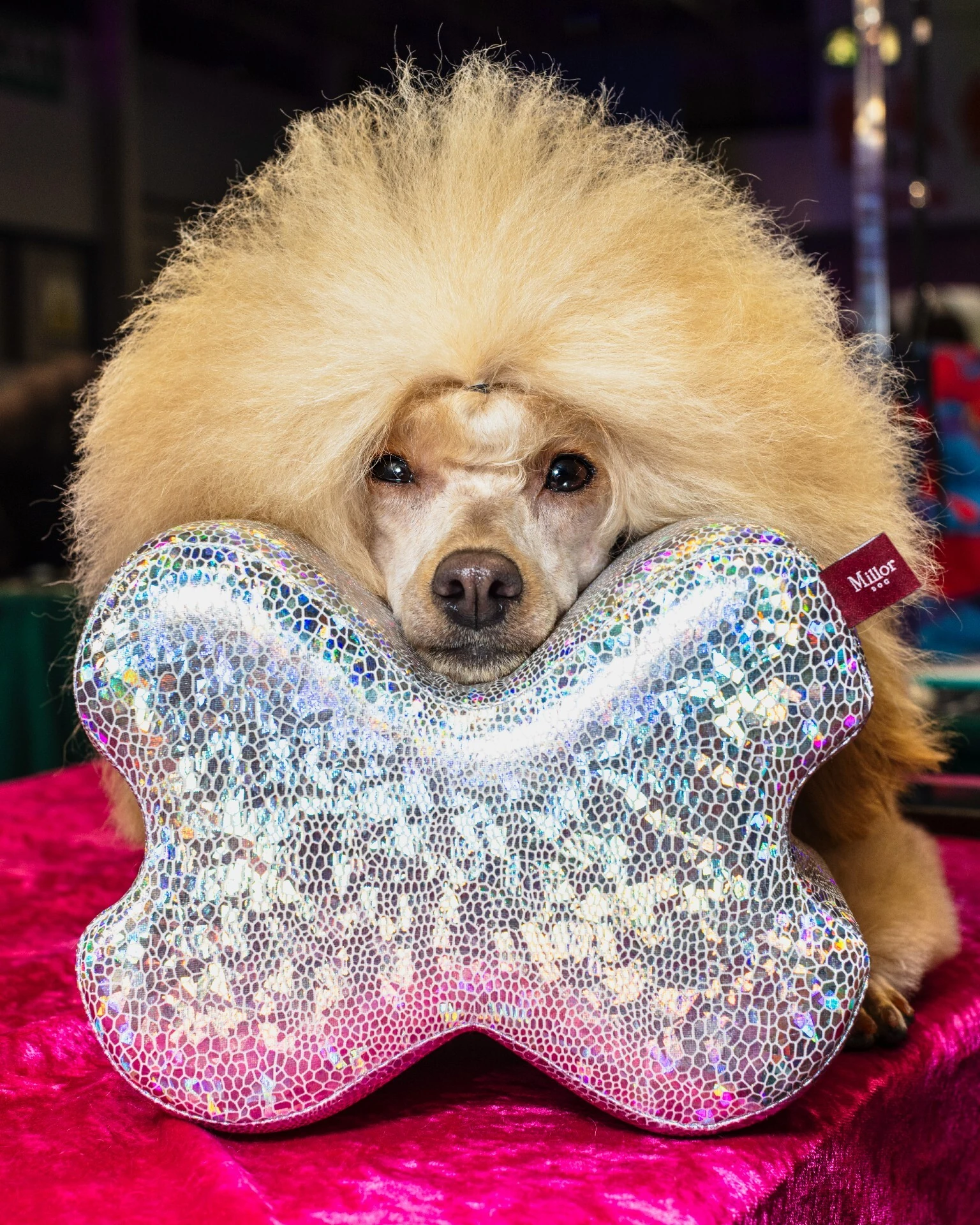 Crufts 2026 dogs by photographer Chris Bethell