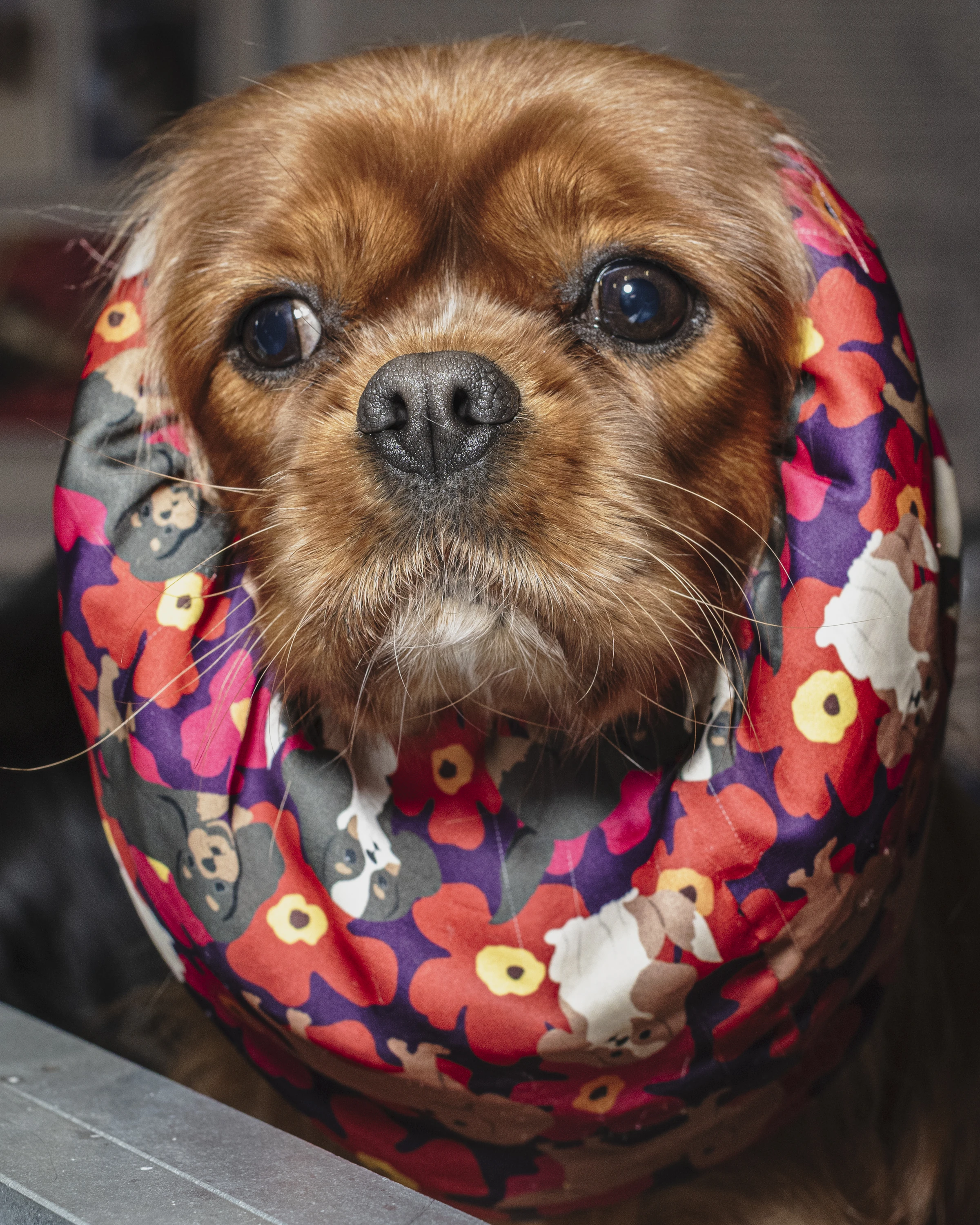 Crufts 2026 dogs by photographer Chris Bethell