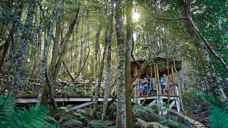 A family in the middle of a forest walk
