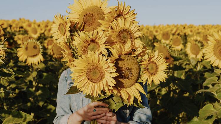 Dunnstown Sunflower Field