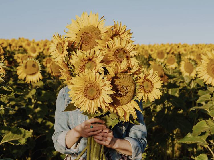 Dunnstown Sunflower Field