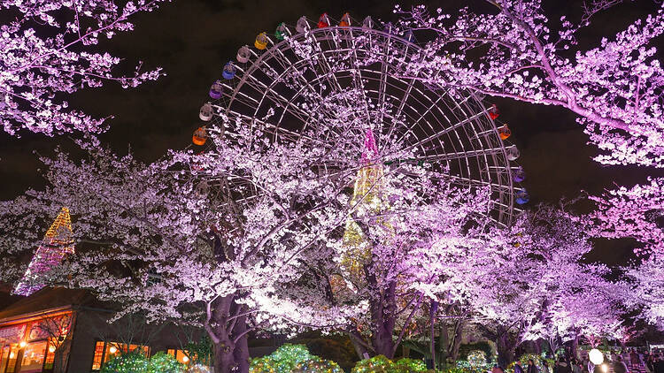 夜桜ジュエルミネーション