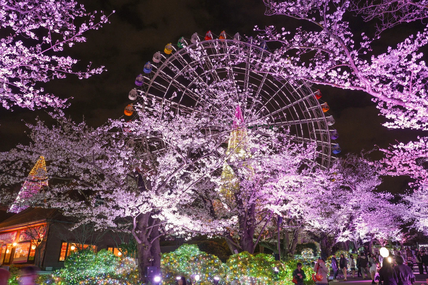 Night Sakura Jewellumination | Things to do in Tokyo