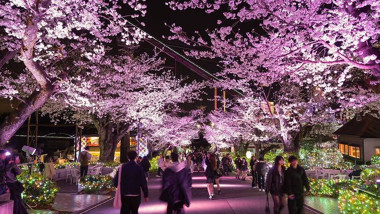 Night Sakura Jewellumination