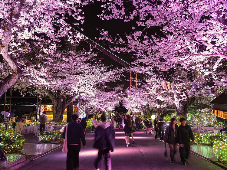 Night Sakura Jewellumination