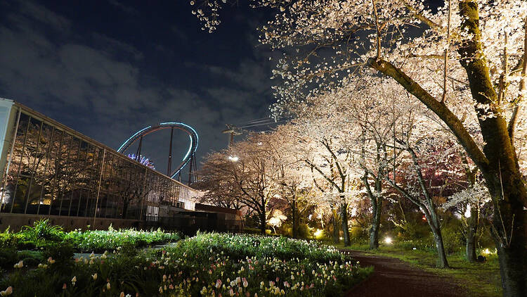 夜桜ジュエルミネーション