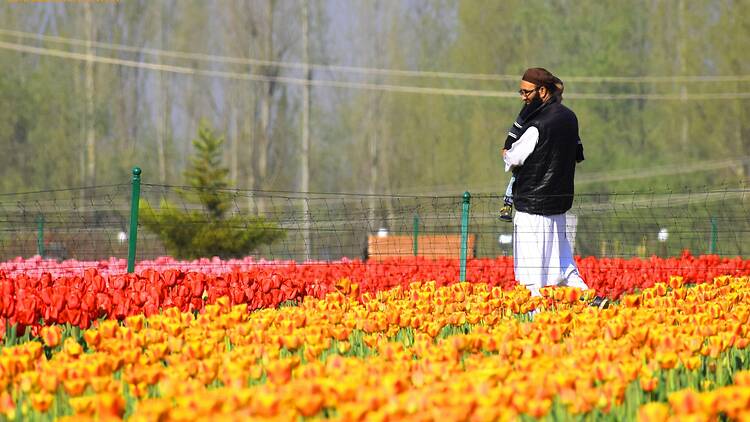 Srinagar's tulip garden