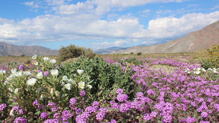Anza-Borrego Desert State Park, CA