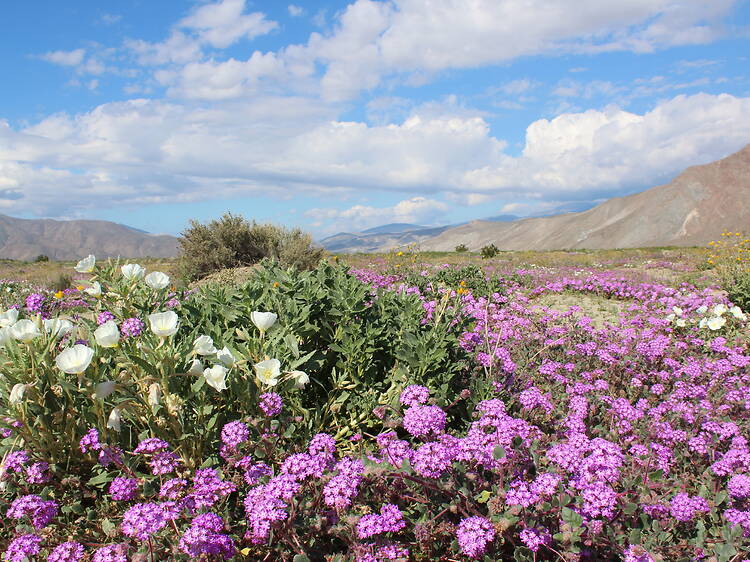 Anza-Borrego Desert State Park, CA
