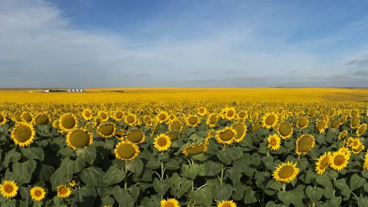 Fort Pierre National Grassland, SD