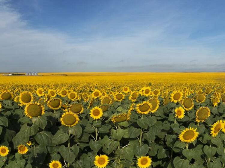 Fort Pierre National Grassland, SD