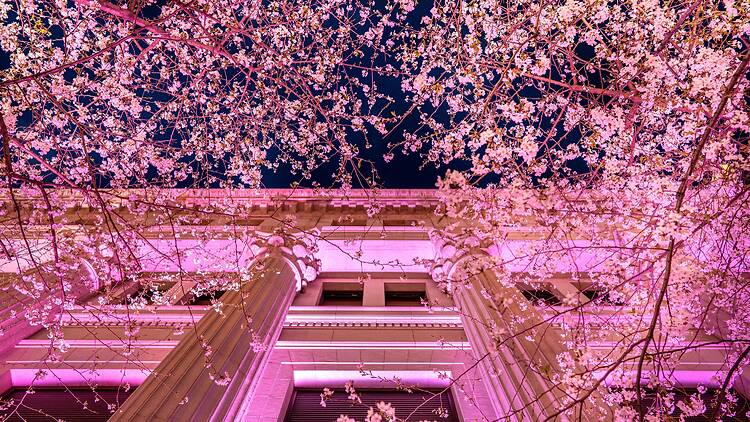 Sakura Fes Nihonbashi