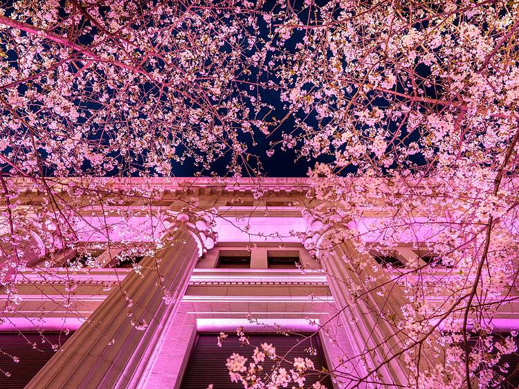 Sakura Fes Nihonbashi
