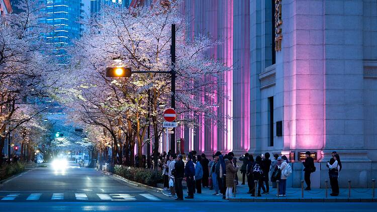 Sakura Fes Nihonbashi