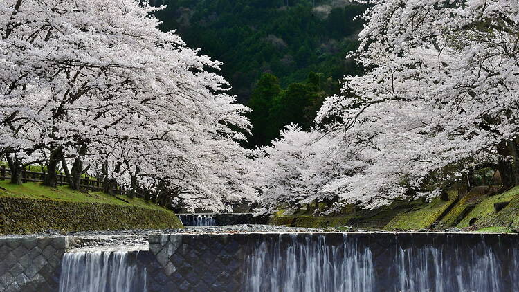 Kameoka Cherry Blossom Week
