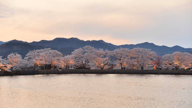 Kameoka Cherry Blossom Week