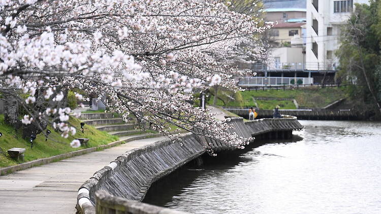 Kameoka Cherry Blossom Week