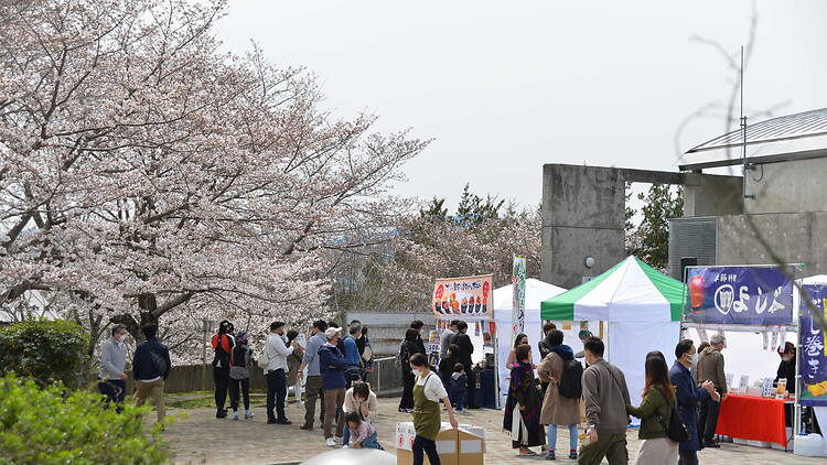 Kameoka Cherry Blossom Week