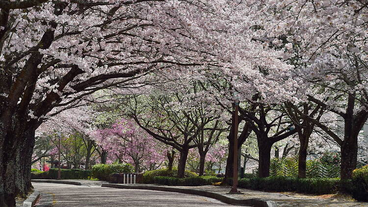 Kameoka Cherry Blossom Week