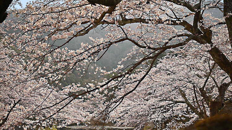 Kameoka Cherry Blossom Week