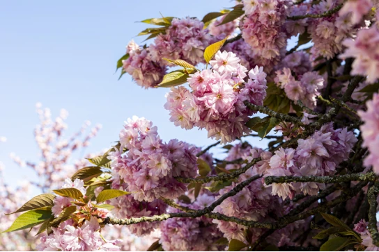 Hanami Domaine de Sceaux