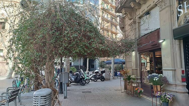 Buguenvíl·lia floristeria