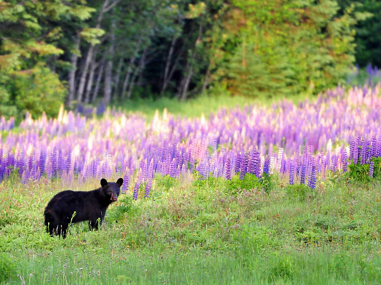 Various areas in Maine