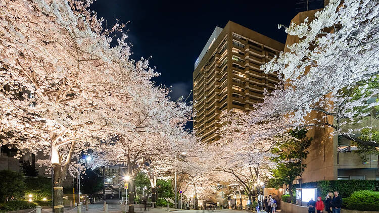 アークヒルズ さくらまつり