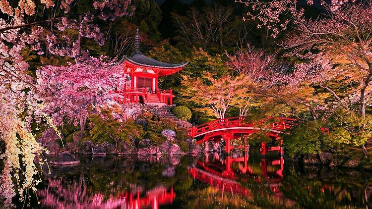 Naked meets World Heritage Daigoji: Daigo Hanami