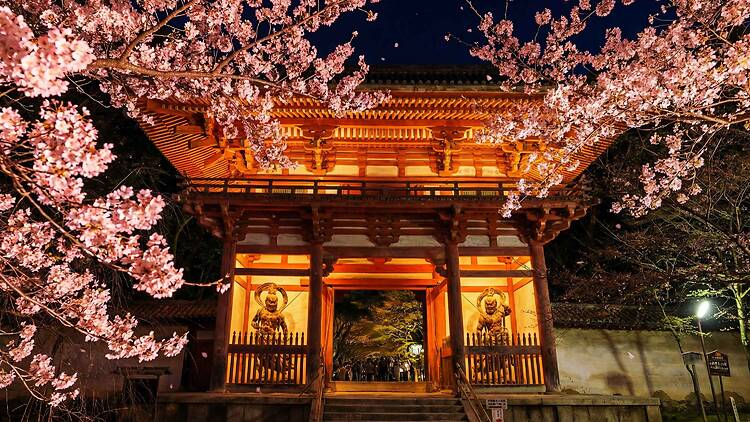 Naked meets World Heritage Daigoji: Daigo Hanami