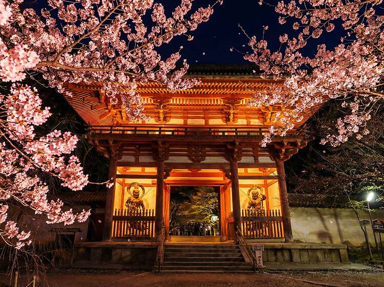 Naked meets World Heritage Daigoji: Daigo Hanami