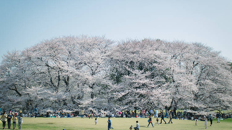 Here's the official Japan cherry blossom forecast for 2026