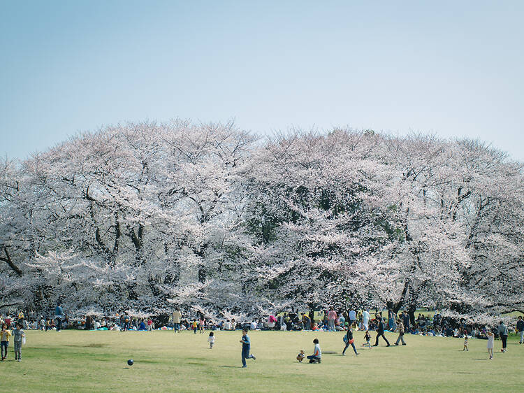 Here's the official Japan cherry blossom forecast for 2026 – updated Mar 12