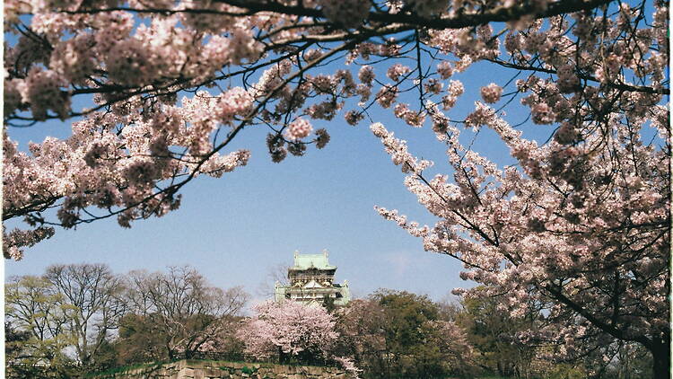 Japan cherry blossom forecast 2026: Osaka and Kyoto bloom dates – updated