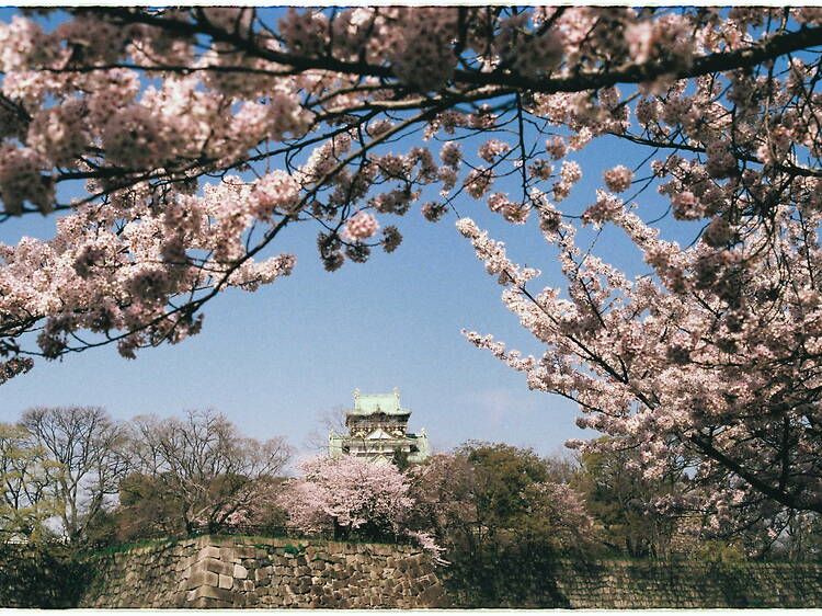 Japan cherry blossom forecast 2026: Osaka and Kyoto bloom dates – updated Mar 12