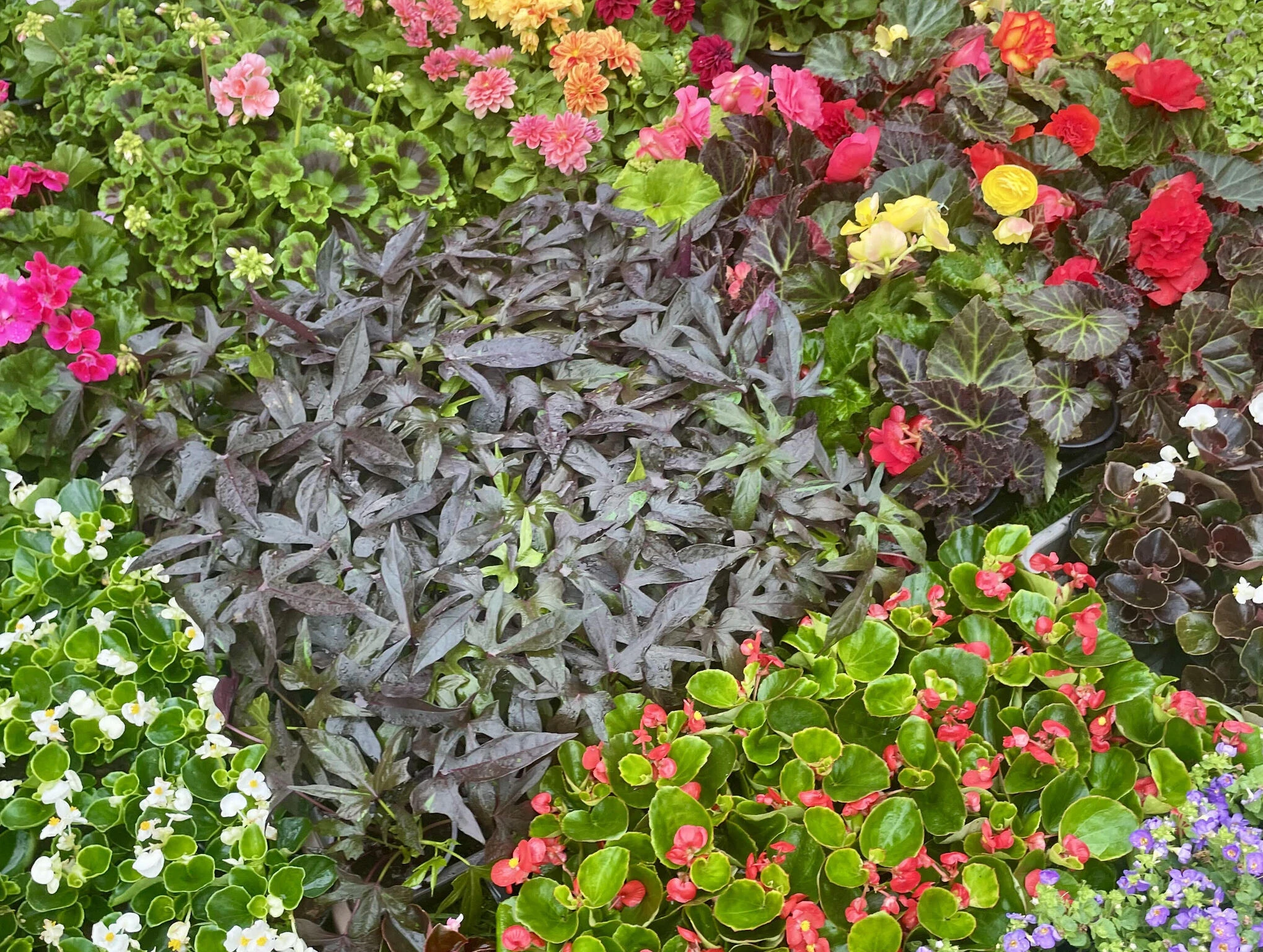 Tavaszkert D&iacute;szn&ouml;v&eacute;ny &eacute;s Szakki&aacute;ll&iacute;t&aacute;s &eacute;s V&aacute;s&aacute;r 