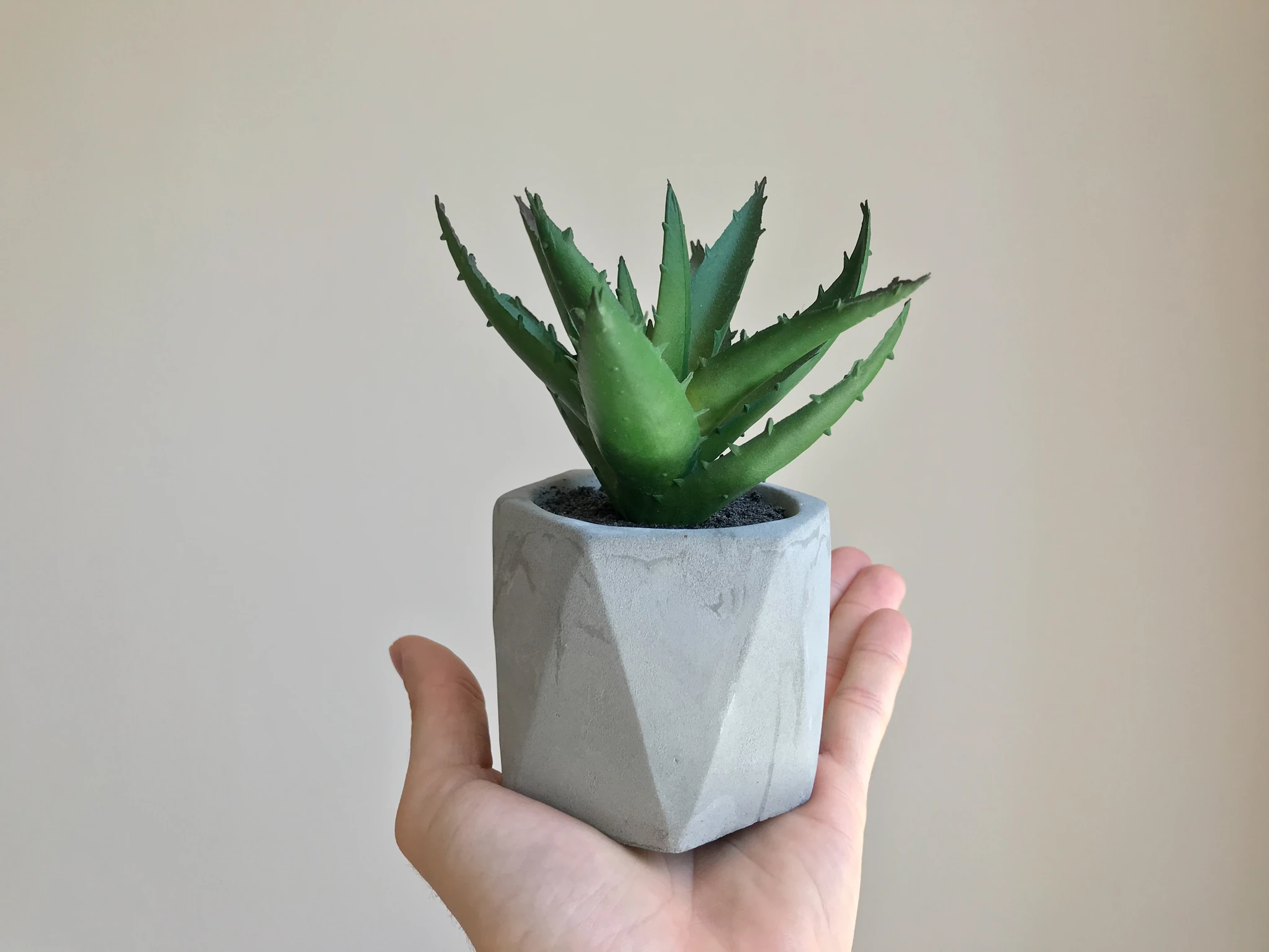 pozsg&aacute;s n&ouml;v&eacute;ny kasp&oacute;ban