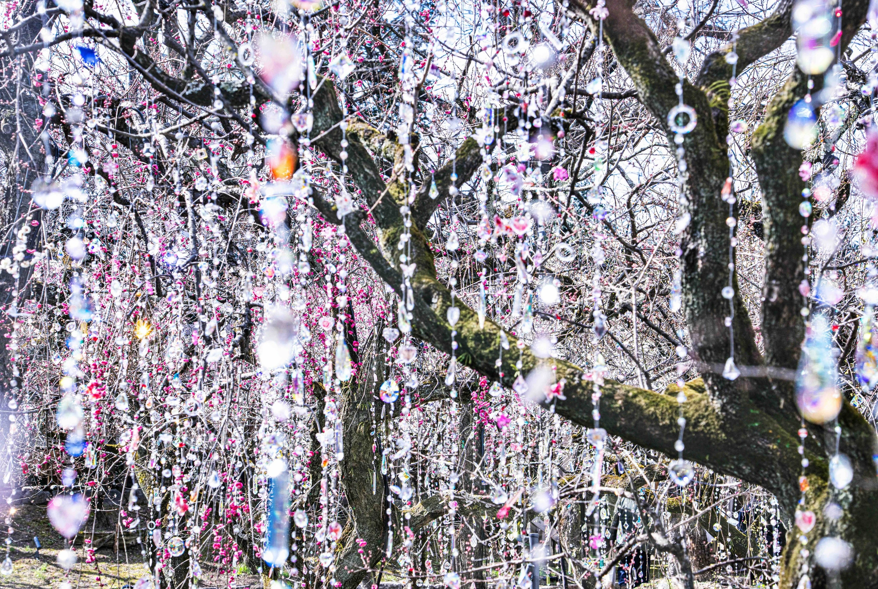 Kyoto nippon festival