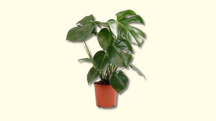 Uma costela de Adão