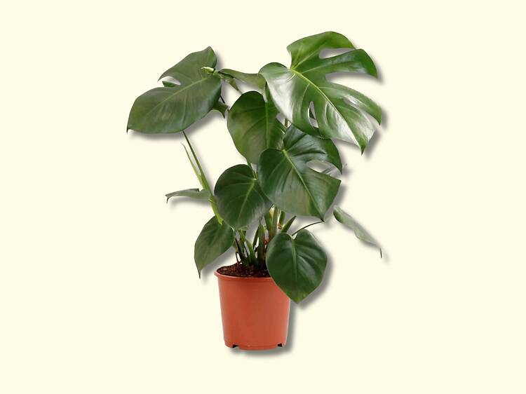 Uma costela de Adão