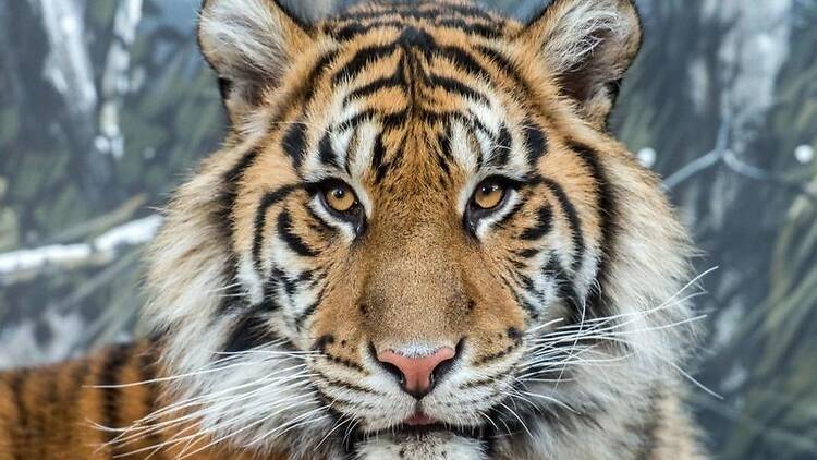 Sumatran tiger at Thrigby Hall Wildlife Gardens