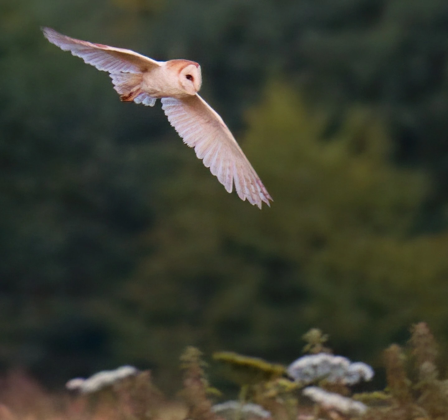 Warren Farm Meadow Nature Reserve