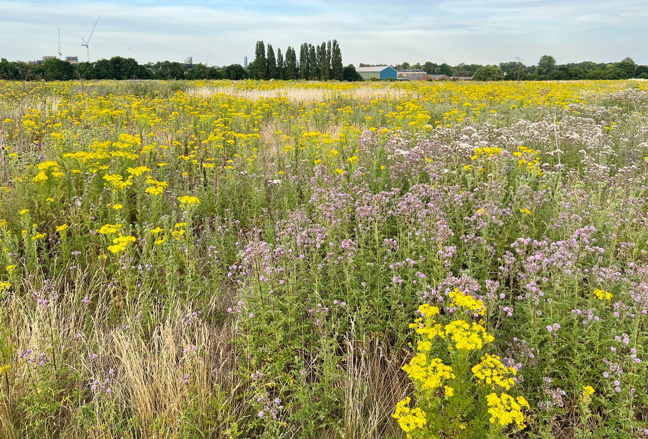 A huge new nature reserve has been declared in west London